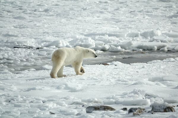 Ein Eisbär läuft über eine Eisflächen, die stellenweise angetaut ist.